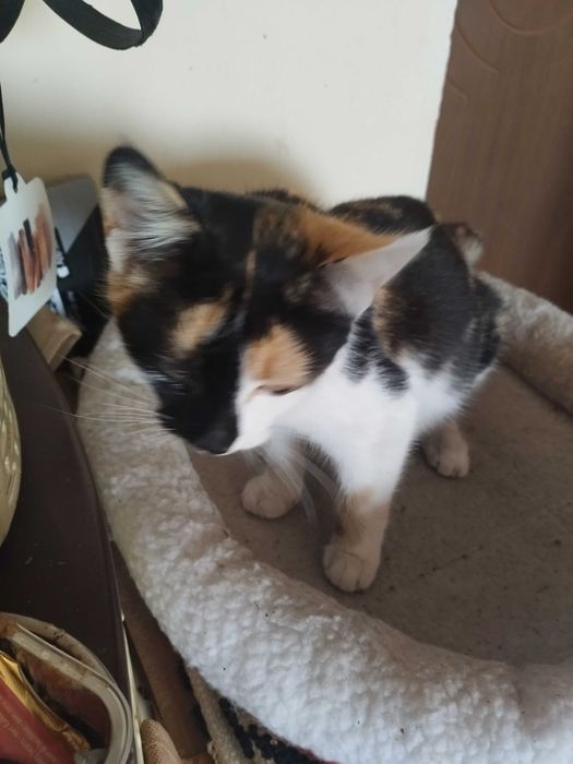 Трьохколірна кішечка шукає хорошу людину