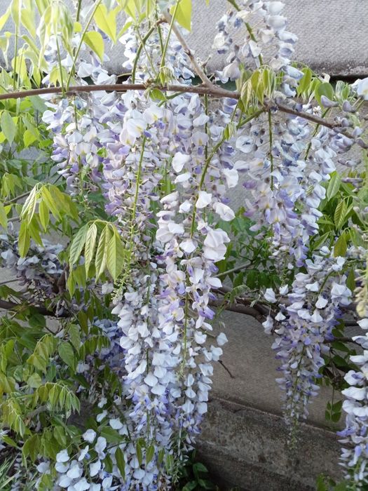 Глициния Блю-сапфир