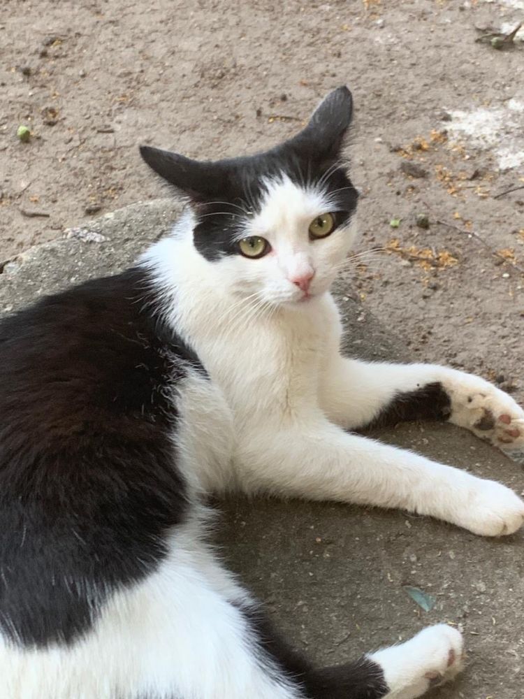 Котик молоденький 7 -8 міс