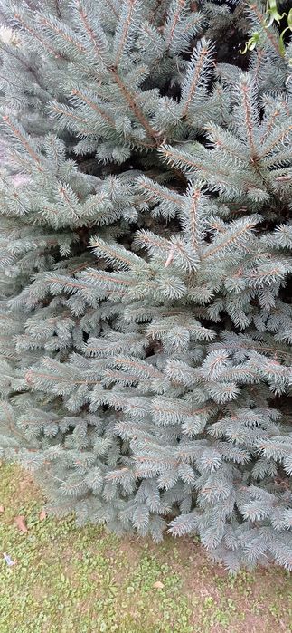 Gałazki swierka srebrnego i jodły