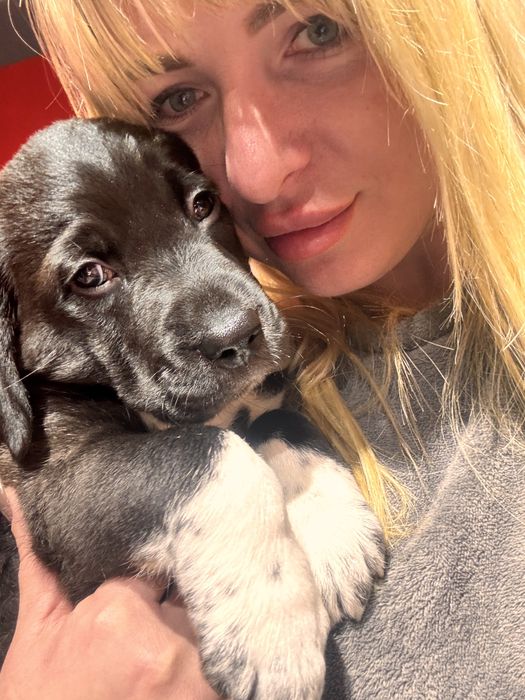 Продам лабрадор ретривер