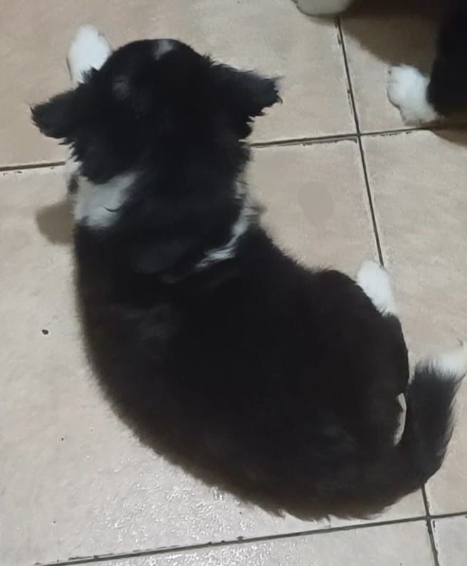 Suczka Border Collie