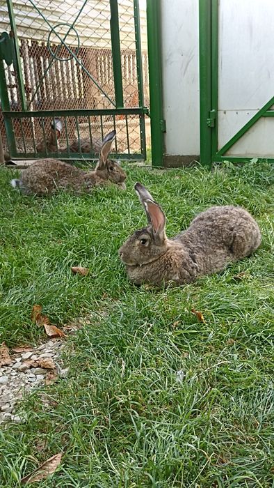 Бельгійці кролі,самички