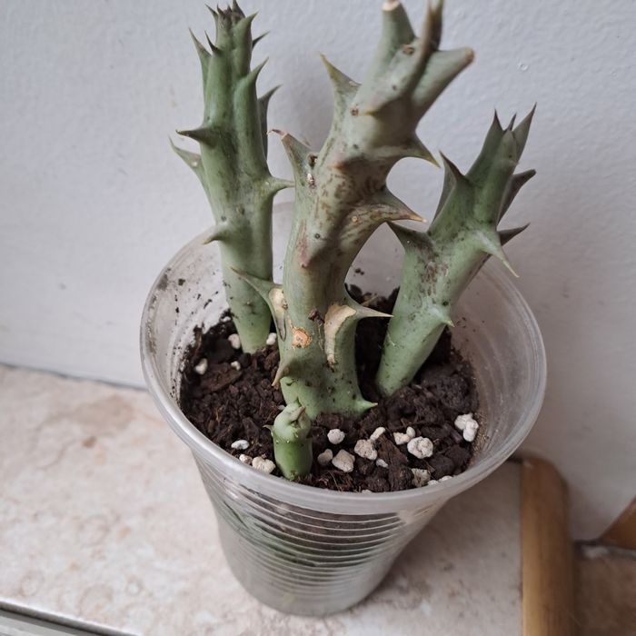 Карaллума (Caralluma) суккулент