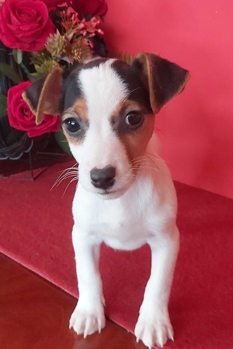 Jack Russel Terrier chłopak nr. 2