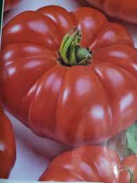 Sadzonki pomidora Malinowy Olbrzym