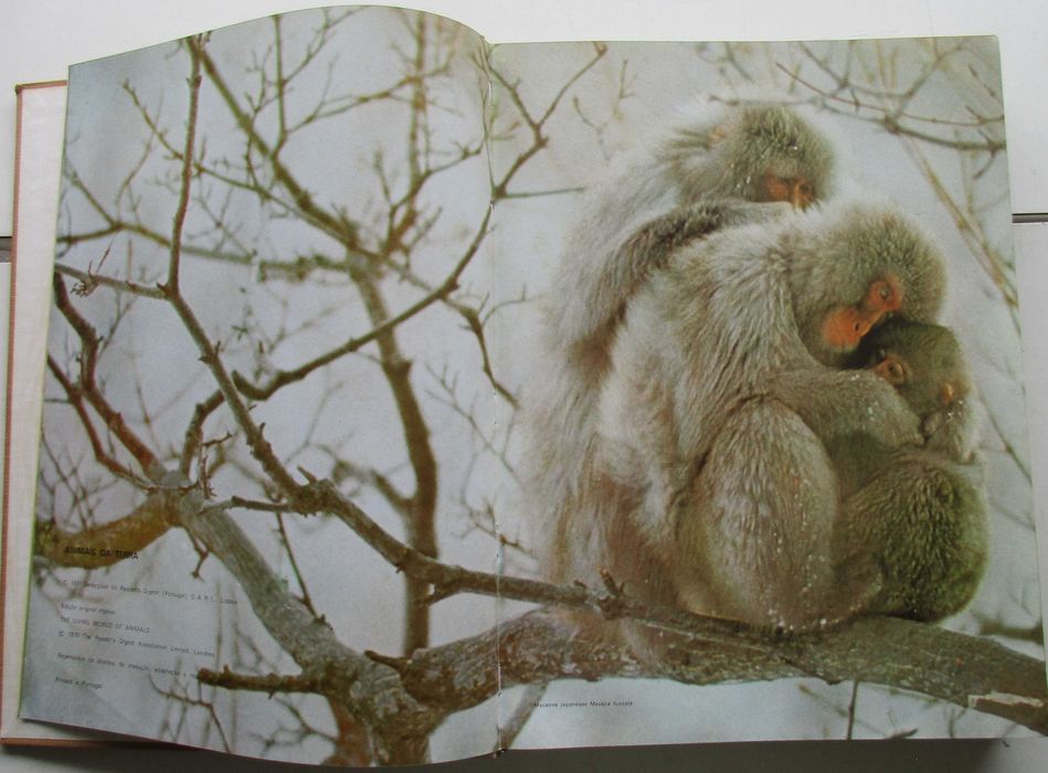 Animais da Terra - - - - - Enciclopédia