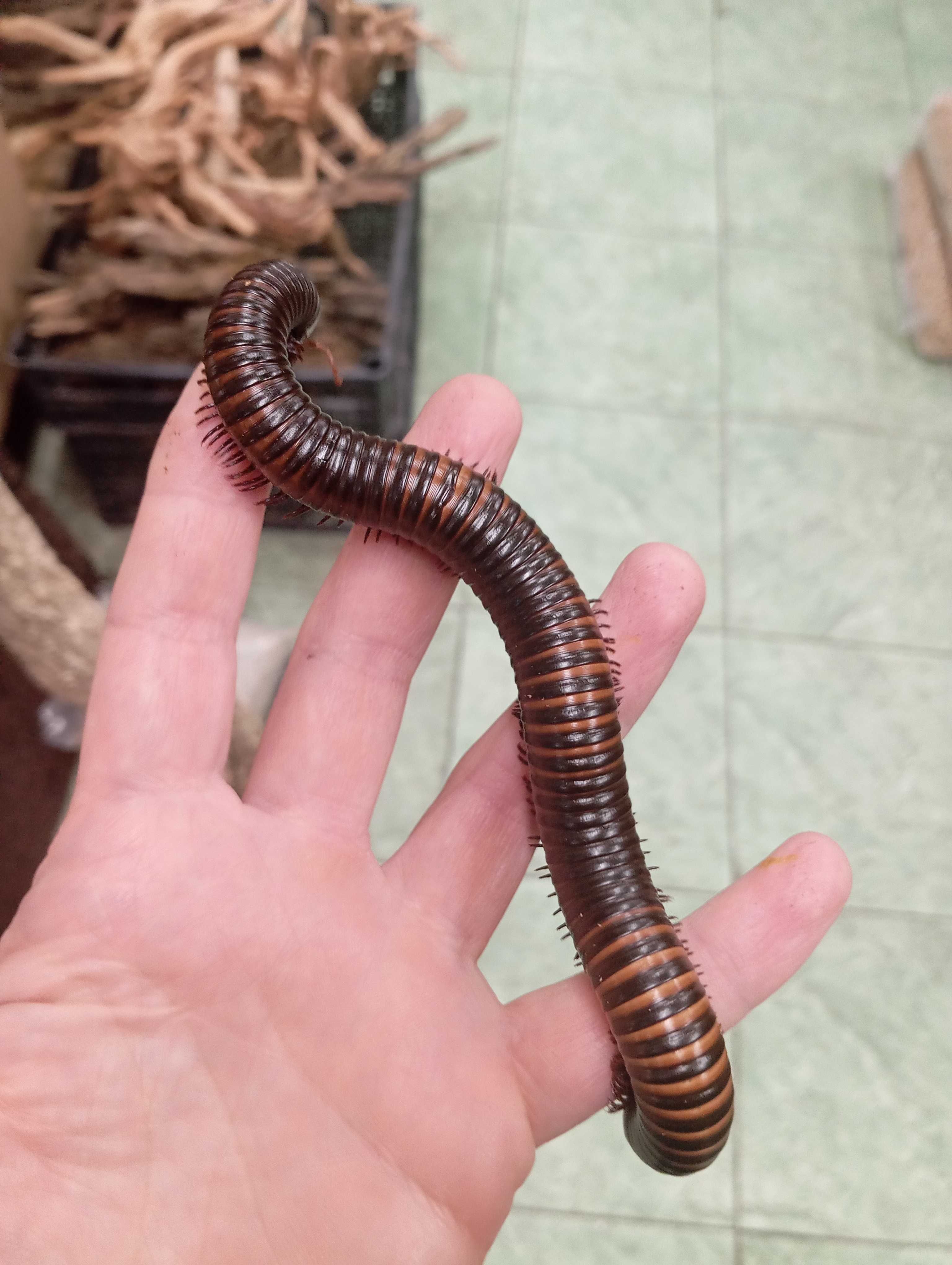 Krocionóg olbrzymi Mardonius parilis