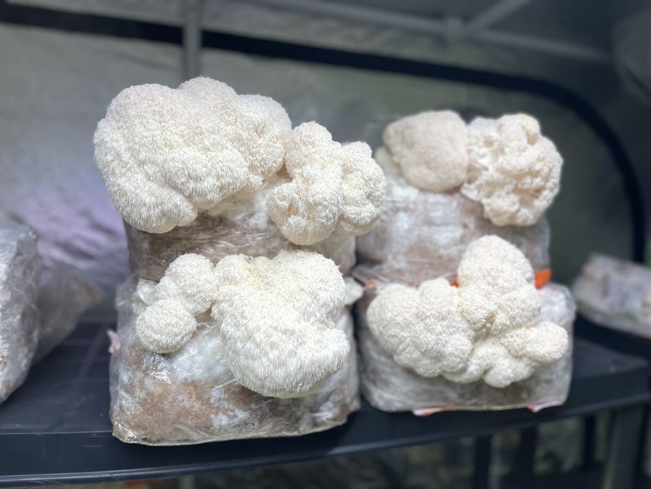 Grzybnia growkit Soplowka jeżowata, Reishi, boczniak