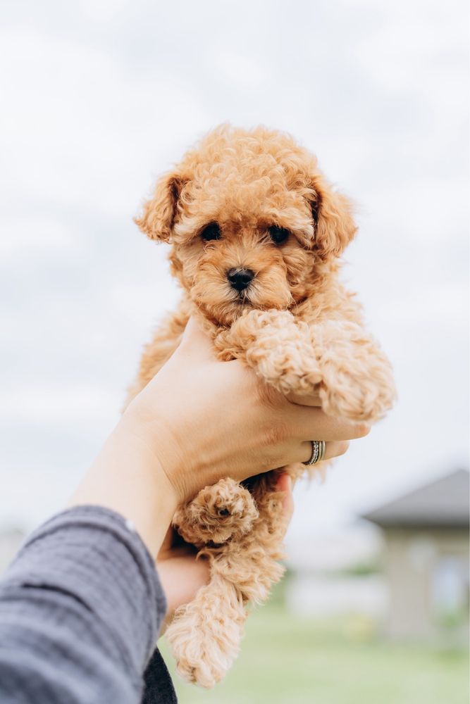 Maltipoo puppy boy (mini)