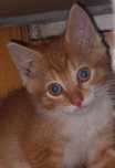 Rudy dwumiesięczny kocurek do adopcji