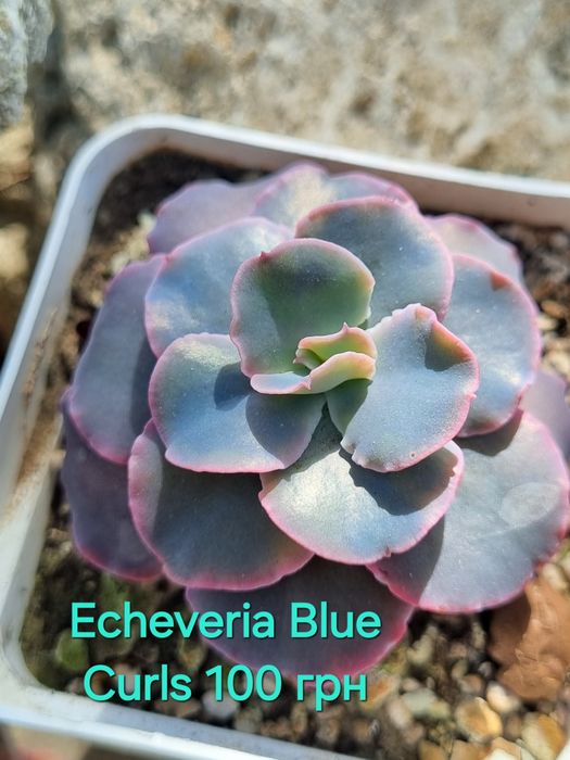 Сукуленти echeveria