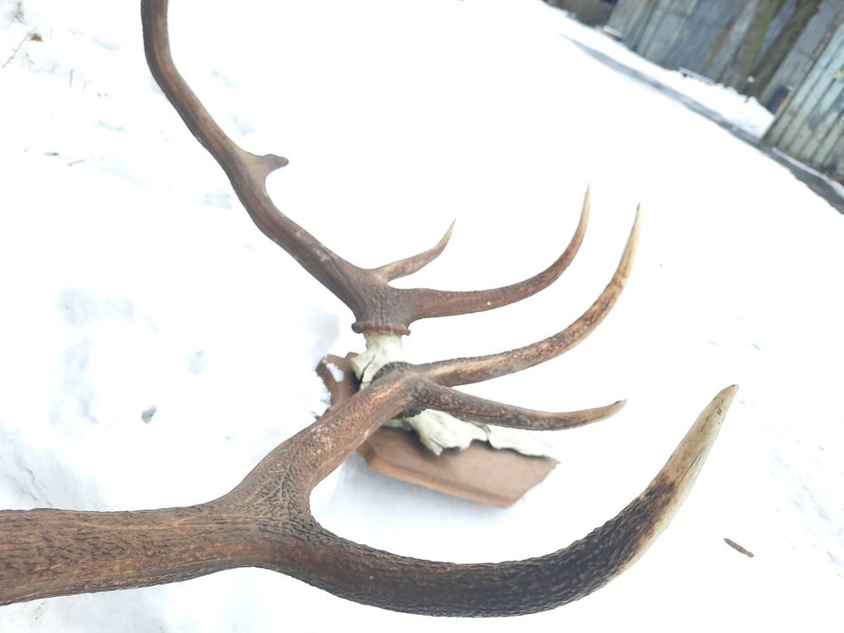 Polecam świetne Poroża jelenia