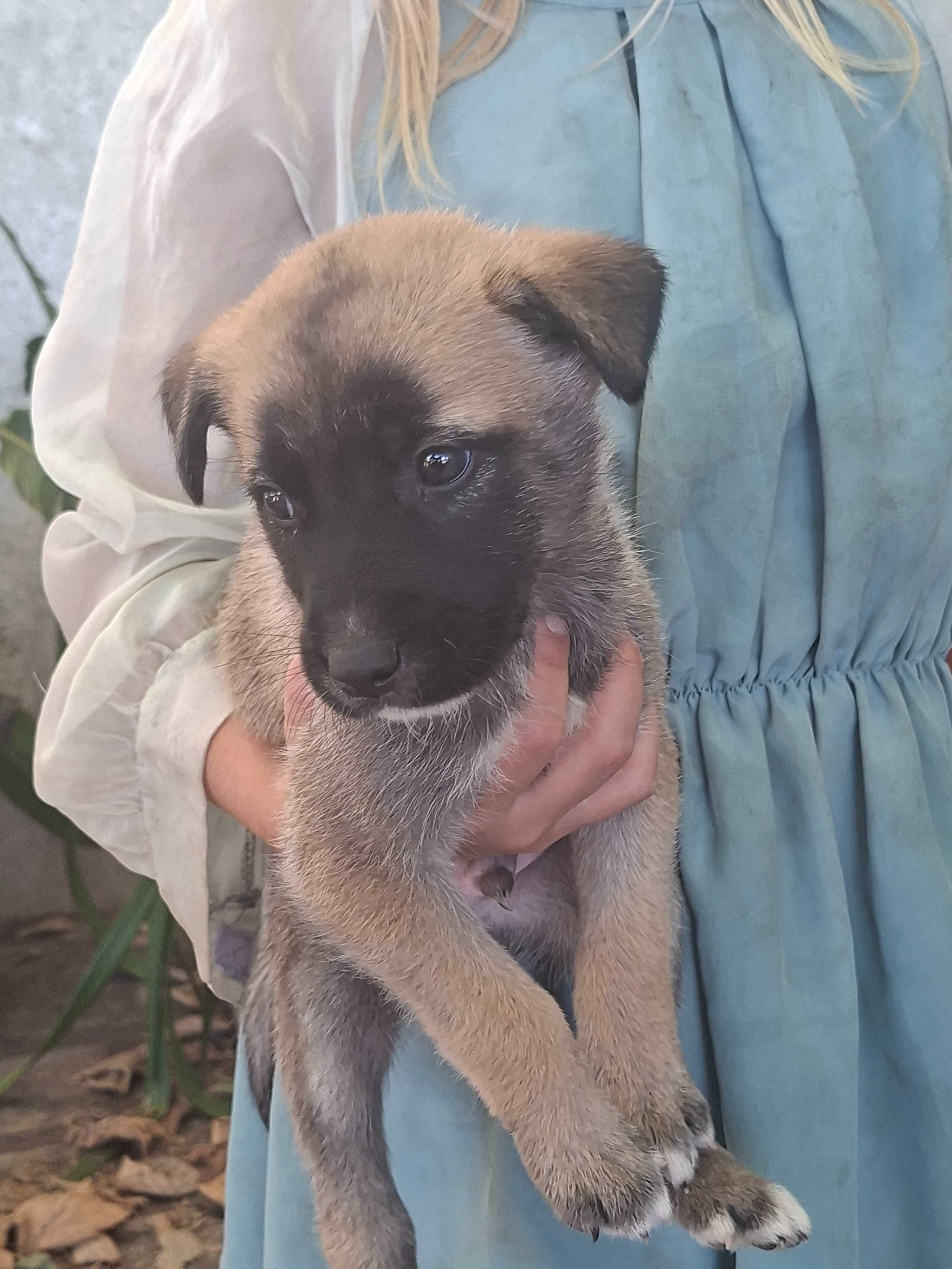 lindos cachorrinhos para adoção