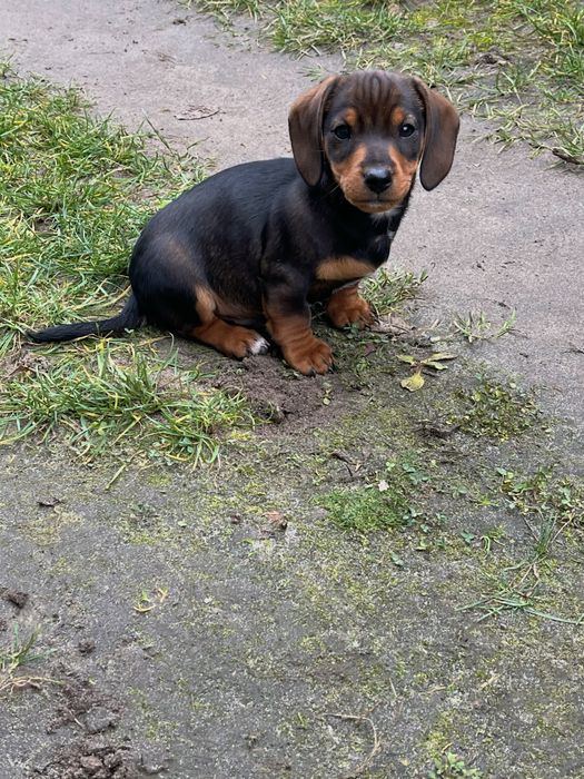 Такса , цуценя, чудовий хлопчик