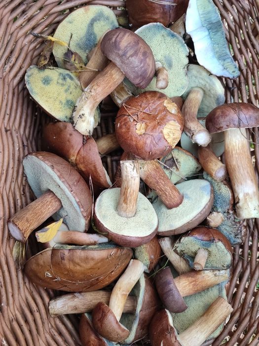 Świeże grzyby na zamówienie 2025