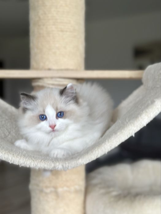 Puchaty kotek ragdoll rodowód FPL