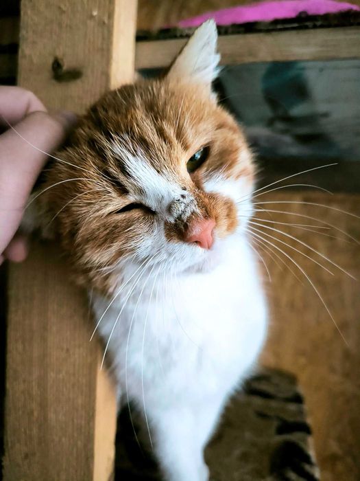 Wspaniały kotek prosi o dom