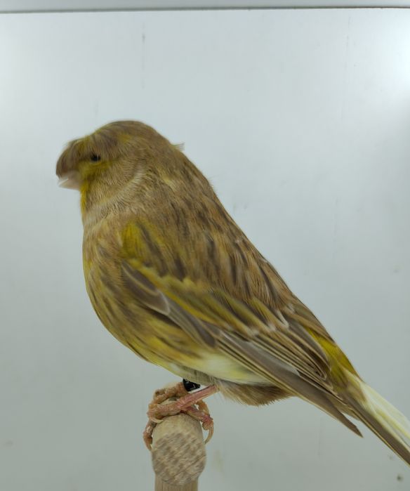 Kanarek kanarki gloster samica