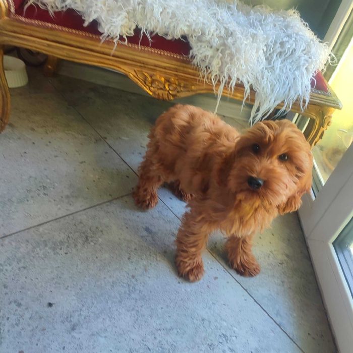 Cockapoo > Cocker Spaniel & pudel > dostępny ostatni  piesek  .