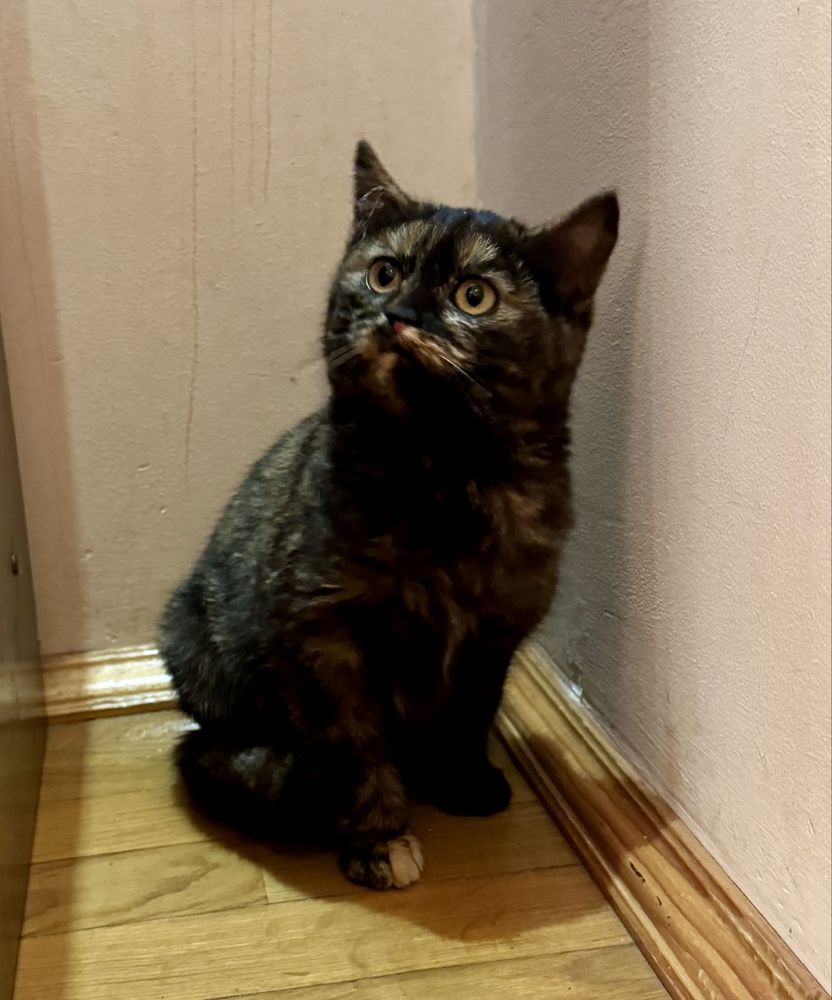 Коти Безкоштовно  2 шт