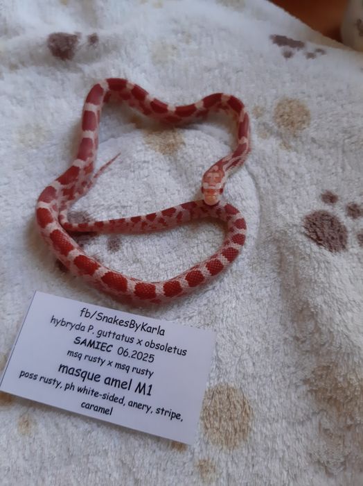 Wąż hybryda zbożówka x obsoleta, beastcorn, czerwony, młody jedzący