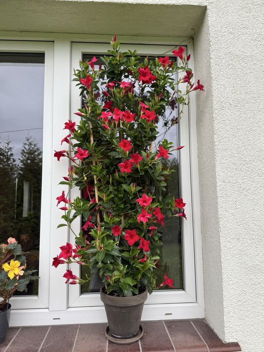 Sundaville Mandeville Dipladenia czerwona duża sadzonka ponad 1m