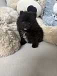 Pomeranian Szpic Miniaturowy samiec