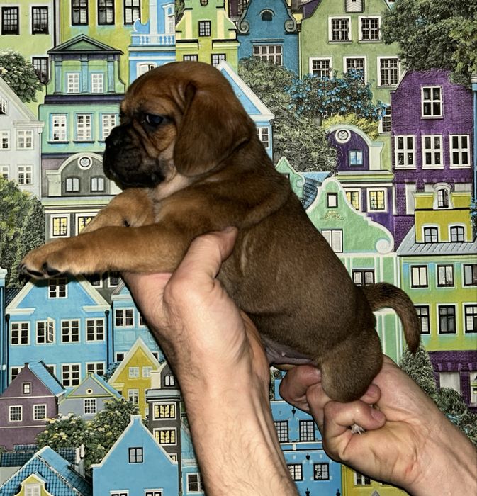 Продам милих малюків породи Пагль