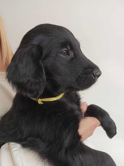 Flat Coated Retriever szczeniak - FCI -ZKwP