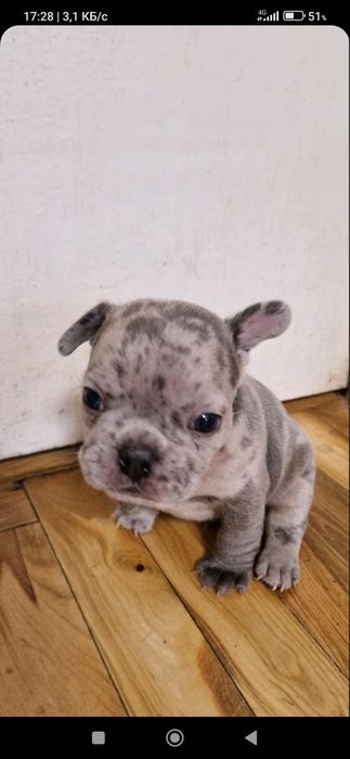 Продам щенка французского бульдошки