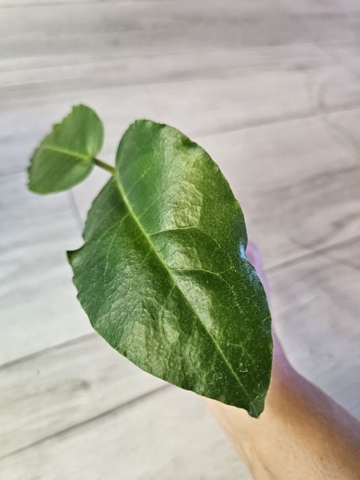 Hoya versteegii. Sadzonka