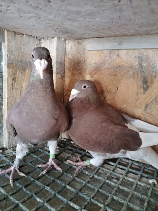 Gołębie staropolskie