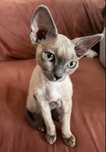 Devon Rex dziewczynka