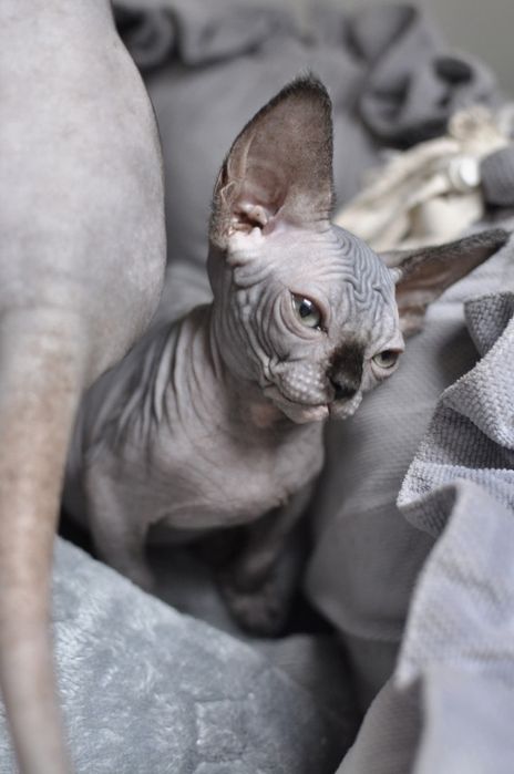 Sfinks kocur extreme