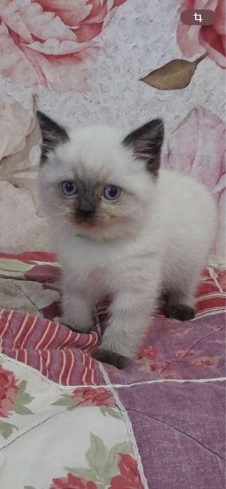 Хлопчик кошеня в добрі руки