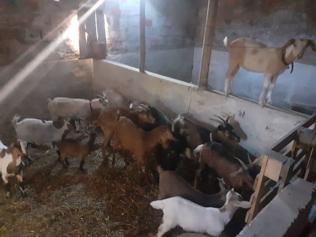 Rebanho de 15 cabeças