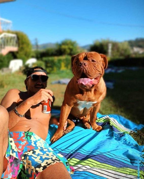 Magnifico Dogue de Bordéus com LOP