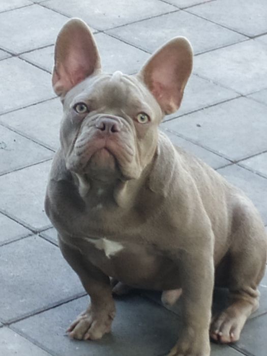 Французский бульдог