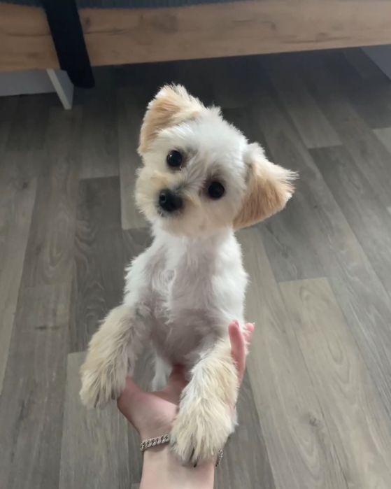 Чудовий грайливий хлопчик, болонка