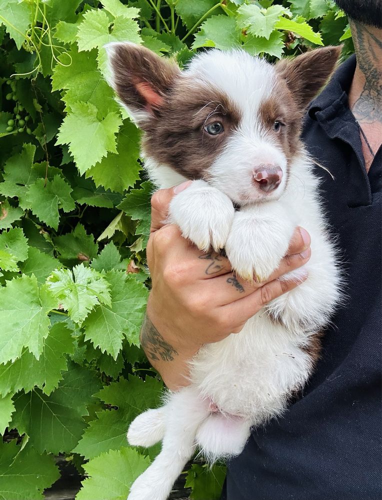 Menino border collie chocolate