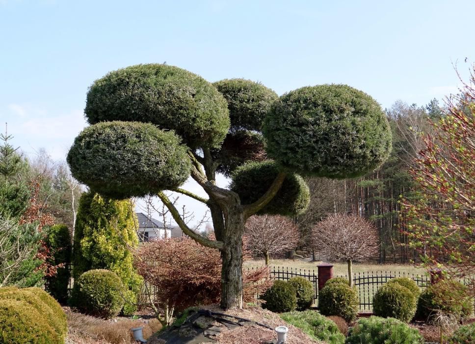 OKAZJA Bonsai ogrodowy a Jałowiec Hetzii 40 lat, 9 kul
