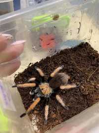 Aphonopelma bicoloratum паук птицеед или тарантул
