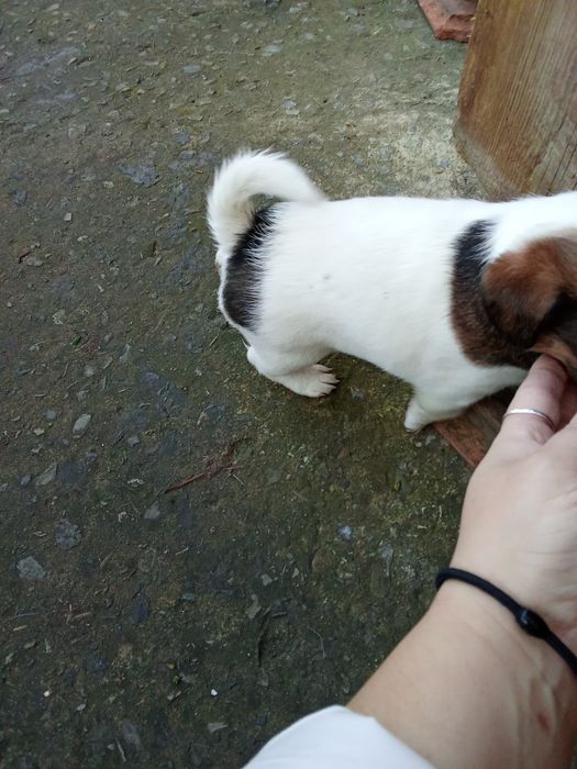 Джек Рассел тер'єр