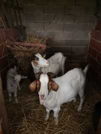 Para venda Cordeira+Chivo