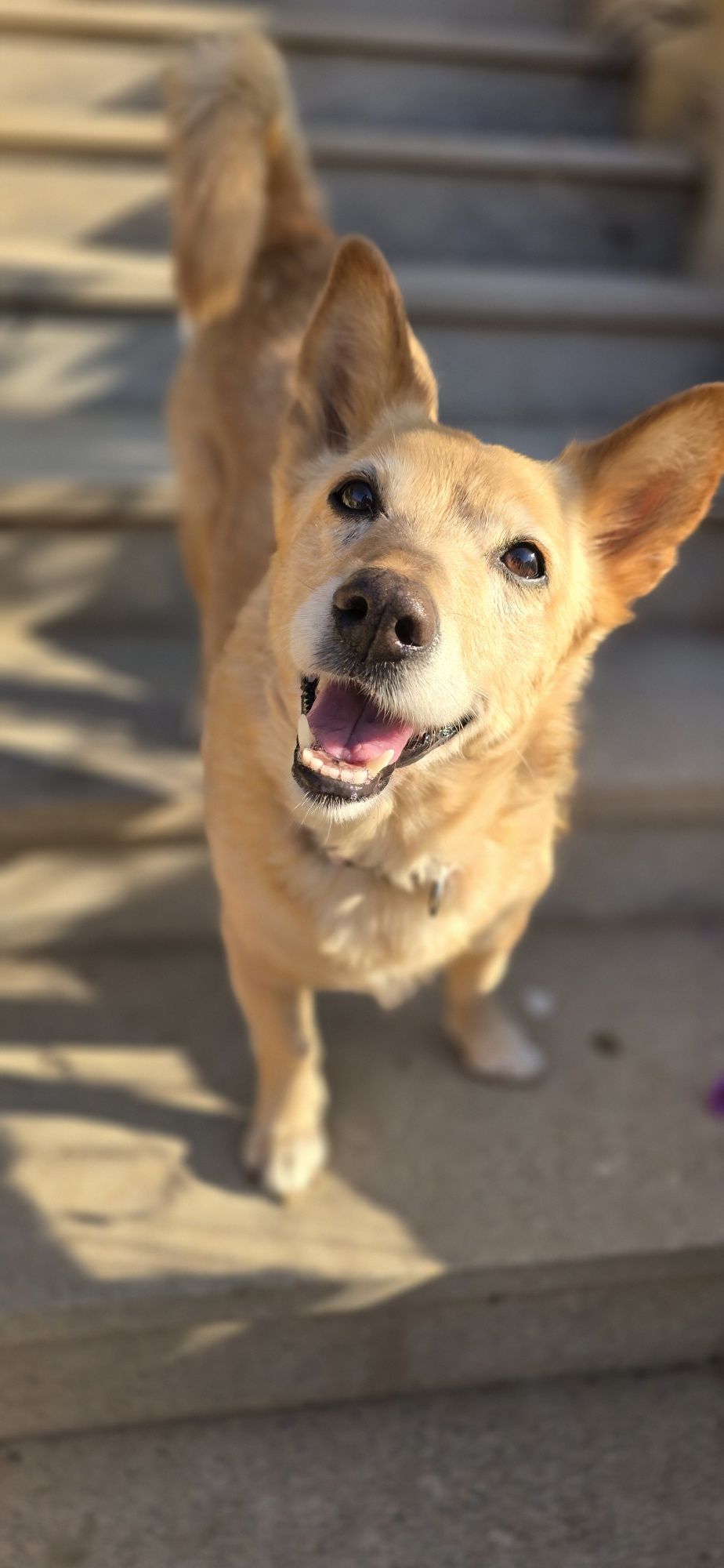 W typie corgi do adopcji