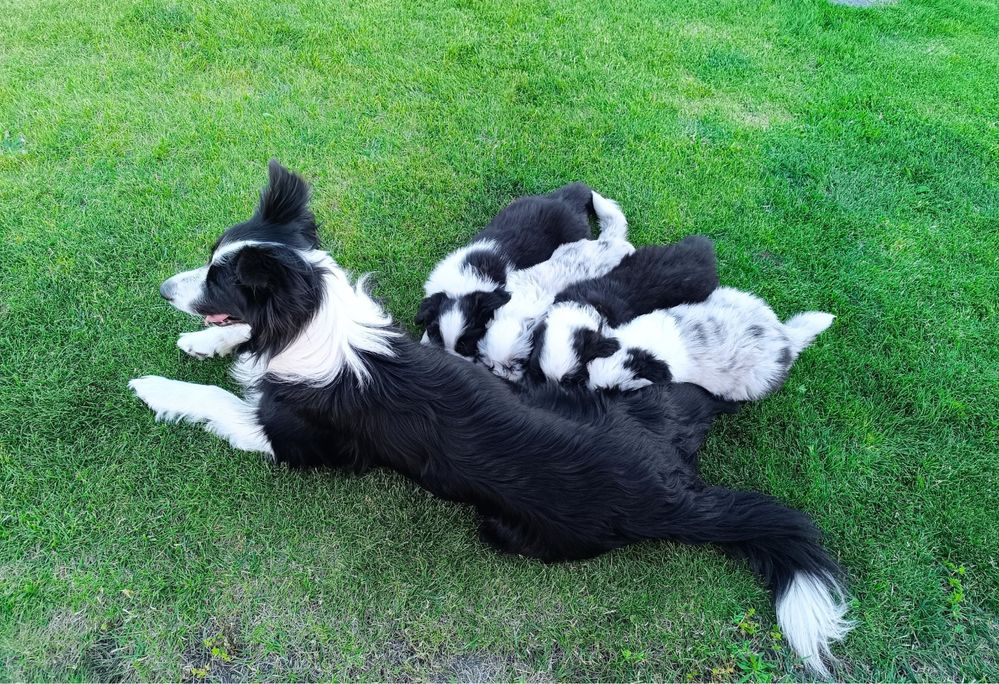 Piesek border collie