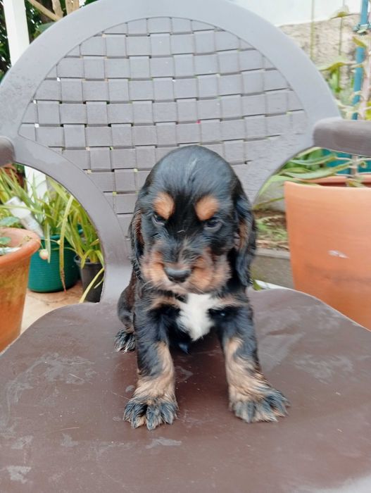 Coocker spaniel inglês