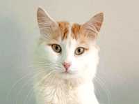 Котик 10мес турецкий ван, породистый, ласковый кот рыжий белый
