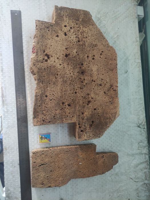 Пробковое дерево